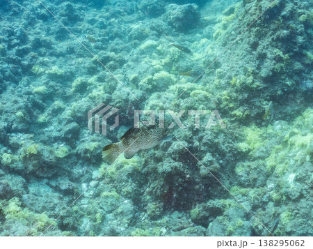 大きな超高級魚クエ（モロコ）他。 ヒリゾ浜南伊豆町中木 静岡県伊豆半島-2025 日本有数のシュノー 138295062