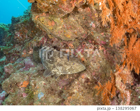 大きな超高級魚クエ（モロコ）他。 ヒリゾ浜南伊豆町中木 静岡県伊豆半島-2025 日本有数のシュノー 138295067