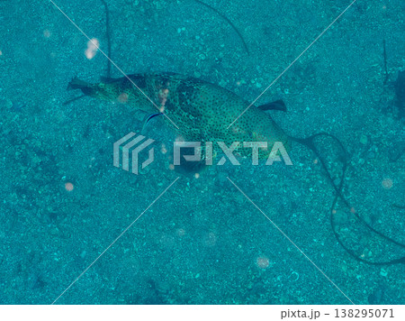 大きな超高級魚クエ（モロコ）他。 ヒリゾ浜南伊豆町中木 静岡県伊豆半島-2025 日本有数のシュノー 138295071
