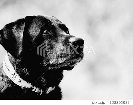 見つめる大型犬の顔 138295082