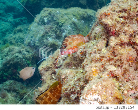 高級魚アカハタ他。 ヒリゾ浜南伊豆町中木 静岡県伊豆半島-2025 日本有数のシュノーケリングスポッ 138295154