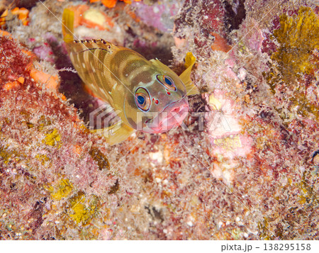 高級魚アカハタ他。 ヒリゾ浜南伊豆町中木 静岡県伊豆半島-2025 日本有数のシュノーケリングスポッ 138295158