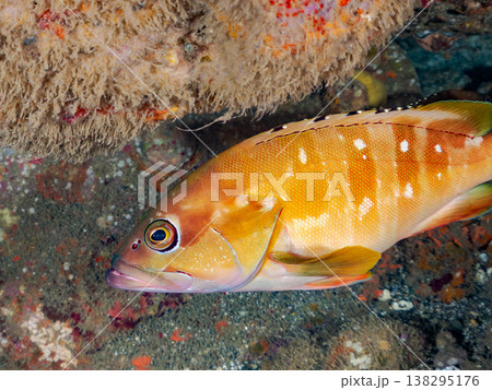 高級魚アカハタ他。 ヒリゾ浜南伊豆町中木 静岡県伊豆半島-2025 日本有数のシュノーケリングスポッ 高級魚アカハタ他。 ヒリゾ浜南伊豆町中木 静岡県伊豆半島-2025 日本有数のシュノーケリングスポッ 138295176
