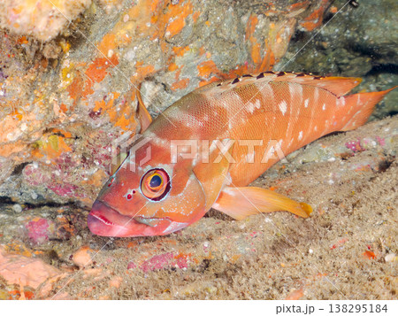 高級魚アカハタ他。 ヒリゾ浜南伊豆町中木 静岡県伊豆半島-2025 日本有数のシュノーケリングスポッ 138295184