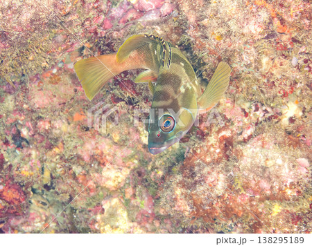 高級魚アカハタ他。 ヒリゾ浜南伊豆町中木 静岡県伊豆半島-2025 日本有数のシュノーケリングスポッ 138295189