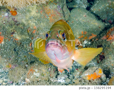 高級魚アカハタ他。 ヒリゾ浜南伊豆町中木 静岡県伊豆半島-2025 日本有数のシュノーケリングスポッ 138295194