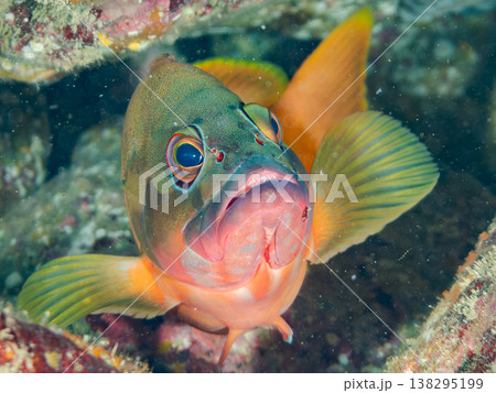 高級魚アカハタ他。 ヒリゾ浜南伊豆町中木 静岡県伊豆半島-2025 日本有数のシュノーケリングスポッ 高級魚アカハタ他。 ヒリゾ浜南伊豆町中木 静岡県伊豆半島-2025 日本有数のシュノーケリングスポッ 138295199