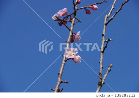 青空に映える杏の花 138295212
