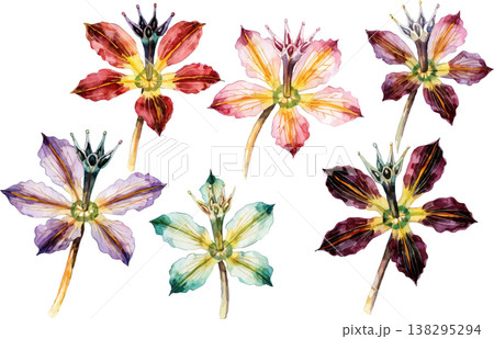 Watercolor Illustration of Exotic Flowers Set 138295294