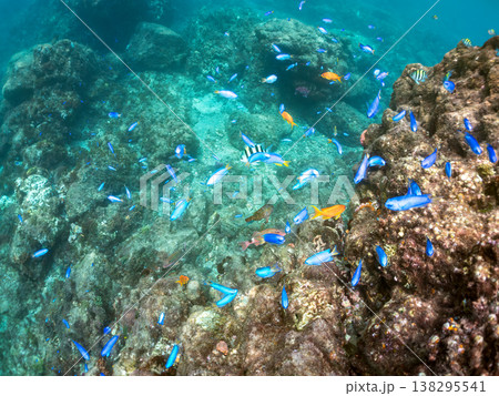 キンギョハナダイ, ソラスズメダイ, ウメイロモドキ, タカサゴスズメダイ,ウミカラマツ他ヒリゾ浜 138295541
