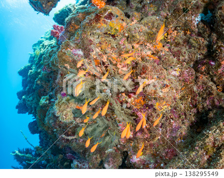 キンギョハナダイ, ソラスズメダイ, ウメイロモドキ, タカサゴスズメダイ,ウミカラマツ他ヒリゾ浜 138295549