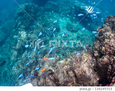 キンギョハナダイ, ソラスズメダイ, ウメイロモドキ, タカサゴスズメダイ,ウミカラマツ他ヒリゾ浜 138295553