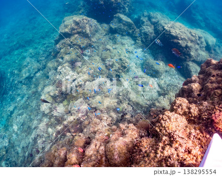 キンギョハナダイ, ソラスズメダイ, ウメイロモドキ, タカサゴスズメダイ,ウミカラマツ他ヒリゾ浜 138295554