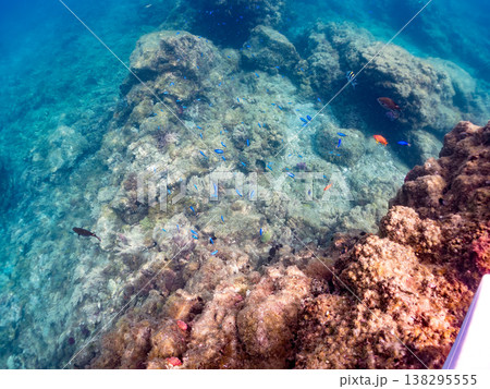 キンギョハナダイ, ソラスズメダイ, ウメイロモドキ, タカサゴスズメダイ,ウミカラマツ他ヒリゾ浜 キンギョハナダイ, ソラスズメダイ, ウメイロモドキ, タカサゴスズメダイ,ウミカラマツ他ヒリゾ浜 138295555