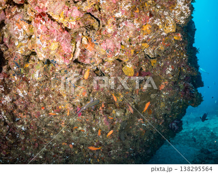 キンギョハナダイ, ソラスズメダイ, ウメイロモドキ, タカサゴスズメダイ,ウミカラマツ他ヒリゾ浜 138295564