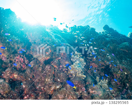 キンギョハナダイ, ソラスズメダイ, ウメイロモドキ, タカサゴスズメダイ,ウミカラマツ他ヒリゾ浜 138295565