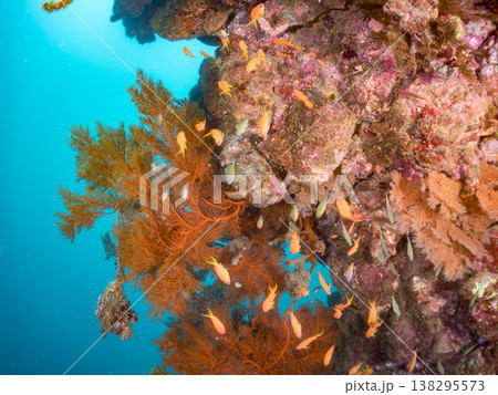 キンギョハナダイ, ソラスズメダイ, ウメイロモドキ, タカサゴスズメダイ,ウミカラマツ他ヒリゾ浜 138295573