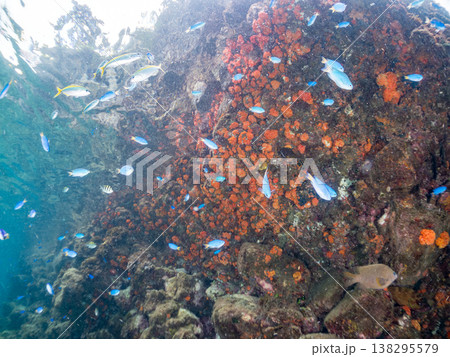 キンギョハナダイ, ソラスズメダイ, ウメイロモドキ, タカサゴスズメダイ,ウミカラマツ他ヒリゾ浜 138295579
