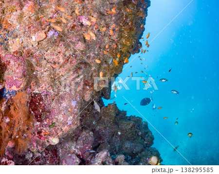 キンギョハナダイ, ソラスズメダイ, ウメイロモドキ, タカサゴスズメダイ,ウミカラマツ他ヒリゾ浜 138295585