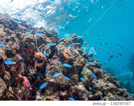 キンギョハナダイ, ソラスズメダイ, ウメイロモドキ, タカサゴスズメダイ,ウミカラマツ他ヒリゾ浜 138295587