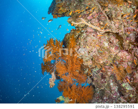 キンギョハナダイ, ソラスズメダイ, ウメイロモドキ, タカサゴスズメダイ,ウミカラマツ他ヒリゾ浜 138295591