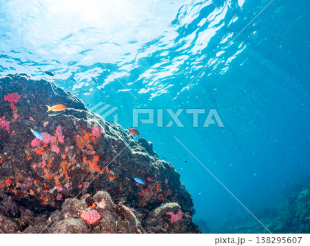キンギョハナダイ, ソラスズメダイ, ウメイロモドキ, タカサゴスズメダイ,ウミカラマツ他ヒリゾ浜 138295607