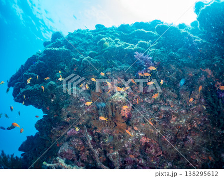 キンギョハナダイ, ソラスズメダイ, ウメイロモドキ, タカサゴスズメダイ,ウミカラマツ他ヒリゾ浜 キンギョハナダイ, ソラスズメダイ, ウメイロモドキ, タカサゴスズメダイ,ウミカラマツ他ヒリゾ浜 138295612