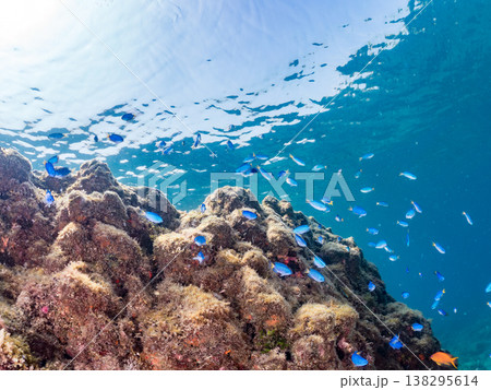 キンギョハナダイ, ソラスズメダイ, ウメイロモドキ, タカサゴスズメダイ,ウミカラマツ他ヒリゾ浜 キンギョハナダイ, ソラスズメダイ, ウメイロモドキ, タカサゴスズメダイ,ウミカラマツ他ヒリゾ浜 138295614
