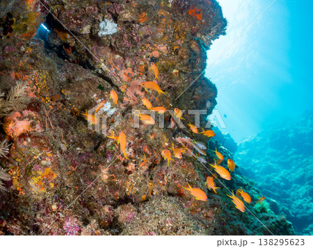 キンギョハナダイ, ソラスズメダイ, ウメイロモドキ, タカサゴスズメダイ,ウミカラマツ他ヒリゾ浜 138295623