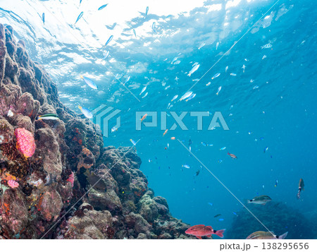 キンギョハナダイ, ソラスズメダイ, ウメイロモドキ, タカサゴスズメダイ,ウミカラマツ他ヒリゾ浜 キンギョハナダイ, ソラスズメダイ, ウメイロモドキ, タカサゴスズメダイ,ウミカラマツ他ヒリゾ浜 138295656