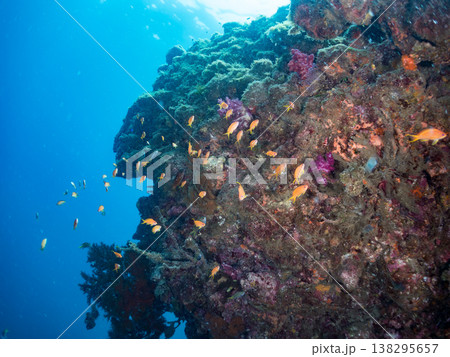 キンギョハナダイ, ソラスズメダイ, ウメイロモドキ, タカサゴスズメダイ,ウミカラマツ他ヒリゾ浜 キンギョハナダイ, ソラスズメダイ, ウメイロモドキ, タカサゴスズメダイ,ウミカラマツ他ヒリゾ浜 138295657