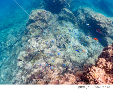 キンギョハナダイ, ソラスズメダイ, ウメイロモドキ, タカサゴスズメダイ,ウミカラマツ他ヒリゾ浜 138295658