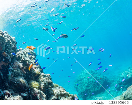 キンギョハナダイ, ソラスズメダイ, ウメイロモドキ, タカサゴスズメダイ,ウミカラマツ他ヒリゾ浜 キンギョハナダイ, ソラスズメダイ, ウメイロモドキ, タカサゴスズメダイ,ウミカラマツ他ヒリゾ浜 138295666