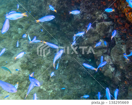 キンギョハナダイ, ソラスズメダイ, ウメイロモドキ, タカサゴスズメダイ,ウミカラマツ他ヒリゾ浜 138295669