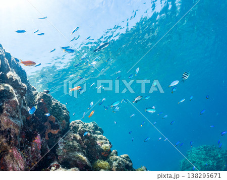キンギョハナダイ, ソラスズメダイ, ウメイロモドキ, タカサゴスズメダイ,ウミカラマツ他ヒリゾ浜 キンギョハナダイ, ソラスズメダイ, ウメイロモドキ, タカサゴスズメダイ,ウミカラマツ他ヒリゾ浜 138295671