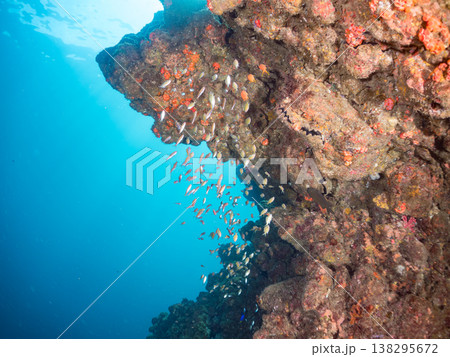 キンギョハナダイ, ソラスズメダイ, ウメイロモドキ, タカサゴスズメダイ,ウミカラマツ他ヒリゾ浜 138295672