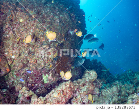 キンギョハナダイ, ソラスズメダイ, ウメイロモドキ, タカサゴスズメダイ,ウミカラマツ他ヒリゾ浜 138295673