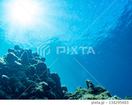 キンギョハナダイ, ソラスズメダイ, ウメイロモドキ, タカサゴスズメダイ,ウミカラマツ他ヒリゾ浜 138295683