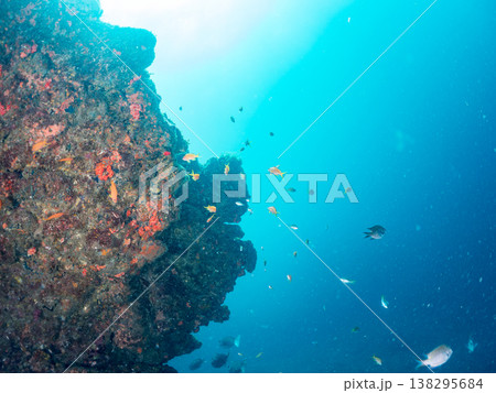 キンギョハナダイ, ソラスズメダイ, ウメイロモドキ, タカサゴスズメダイ,ウミカラマツ他ヒリゾ浜 138295684