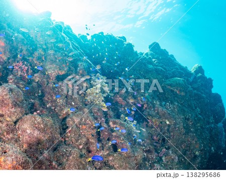キンギョハナダイ, ソラスズメダイ, ウメイロモドキ, タカサゴスズメダイ,ウミカラマツ他ヒリゾ浜 138295686