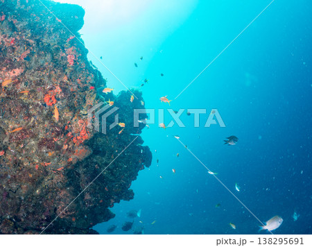 キンギョハナダイ, ソラスズメダイ, ウメイロモドキ, タカサゴスズメダイ,ウミカラマツ他ヒリゾ浜 138295691