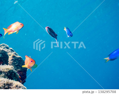 キンギョハナダイ, ソラスズメダイ, ウメイロモドキ, タカサゴスズメダイ,ウミカラマツ他ヒリゾ浜 138295708