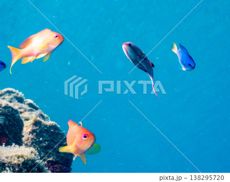 キンギョハナダイ, ソラスズメダイ, ウメイロモドキ, タカサゴスズメダイ,ウミカラマツ他ヒリゾ浜 138295720