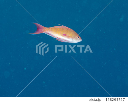 キンギョハナダイ, ソラスズメダイ, ウメイロモドキ, タカサゴスズメダイ,ウミカラマツ他ヒリゾ浜 138295727