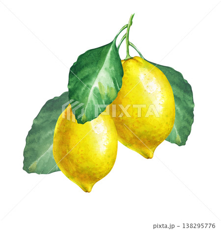 Two fresh lemons on a branch with green leaves, watercolor botanical illustration isolated on white background. Lemon bunch for organic food or drink packaging. 138295776