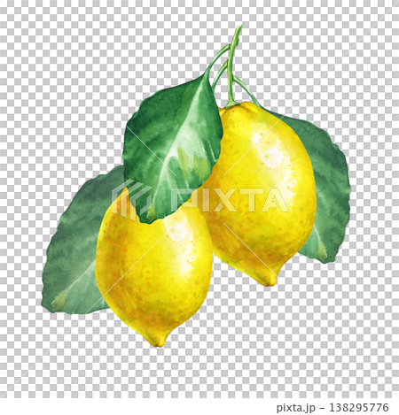 Two fresh lemons on a branch with green leaves, watercolor botanical illustration isolated on white background. Lemon bunch for organic food or drink packaging. 138295776