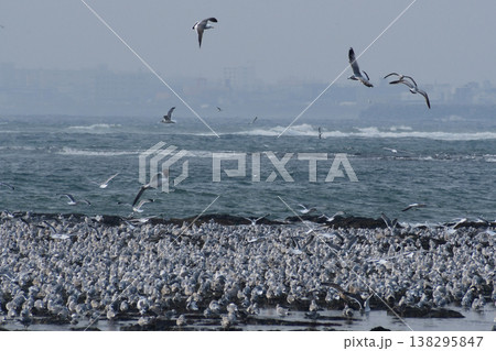 荒れた海岸に群れるカモメ 138295847