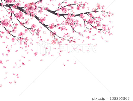 Cherry blossom branches with falling pink sakura petals frame. Hand painted in watercolor floral springtime illustration isolated on white background template for wedding invitations, greeting cards. Cherry blossom branches with falling pink sakura petals frame. Hand painted in watercolor floral springtime illustration isolated on white background template for wedding invitations, greeting cards. 138295865