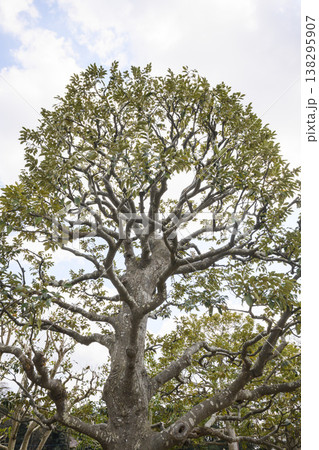 早春の楠木の形と枝と葉 138295907