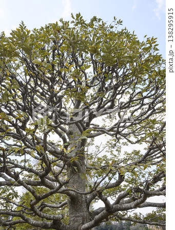 早春の楠木の形と枝と葉 早春の楠木の形と枝と葉 138295915